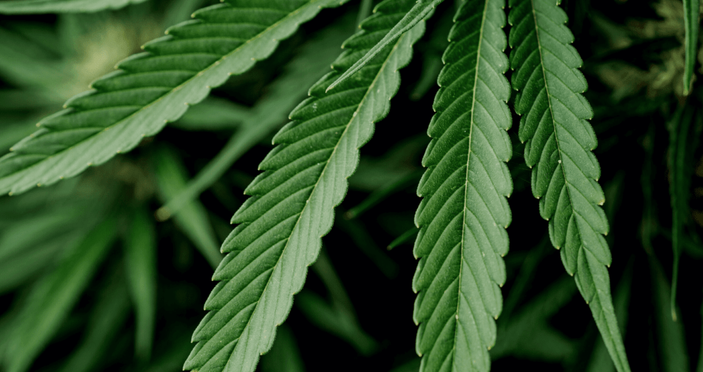 Plant Science, up close image of hemp plant with plant anatomy. Related to hemp industry